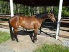 Athletic sound and sane barrel horse