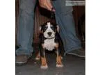 Tri female ( American Bully)