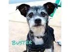 Adopt Buster a Black Terrier (Unknown Type Medium)  Mixed dog in