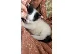 Adopt Sherlock - 40 ADOPTION FEE a White (Mostly) Domestic Mediu