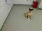 Adopt FLOWER a Pug Beagle