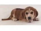 Adopt Fiona a Beagle Husky