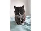 Adopt Fluffy Brite a Domestic Medium Hair
