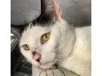 Adopt Chardonnay-PetValu ChewsLandng a Black and White or Tuxedo