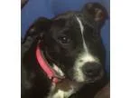 Adopt Ruby a Black - with White American Pit Bull Terrier  Mixed
