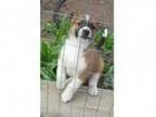 Adopt Tally a BrownChocolate - with Black St. Bernard Australia