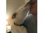 Adopt Pinkie a White Great Pyrenees German Shepherd Dog Mixed