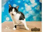 Adopt Nina Fully Sponsored a Black and White or Tuxedo Domestic 