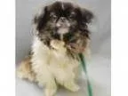 Adopt Oreo a Pekingese Japanese Chin