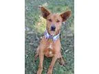 Adopt Radar a Terrier