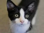 Adopt FREDDIE a Domestic Mediumhair  Mixed (medium coat) cat in 