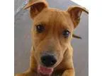 Adopt Jericho a Shepherd