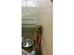 Adopt Peanut a Labrador Retriever  Mixed dog in Tarboro NC (1557