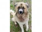 Adopt Tyson a Great Pyrenees Anatolian Shepherd