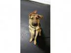 LOOKING TO ADD A PUPPY TO FAMILY