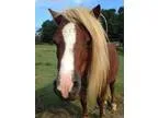 Mini Horse Stud