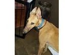 Adopt Champion Chicken a RedGoldenOrangeCh estnut Greyhound  Mix
