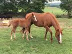 Brood mare with foal possible 3 in 1 deal