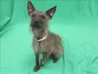 Adopt Bedo a Border Terrier  Cairn Terrier  Mixed dog in Portlan