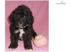 Violet Female Bich Poo puppy for Sale in Ohio