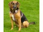 Adopt Honey a Black - with Brown Red Golden Orange or Chestnut H