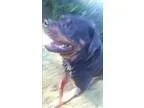 Adopt Allusion a Black - with Brown Red Golden Orange or Chestnu