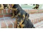Purebred AKC German Shepherd Puppies