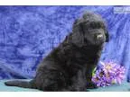 Flossie SS Gentle Giant Newfoundland Puppy
