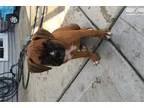 Toodles - Male Domestic Shorthair
