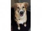 Adopt Dylan a Great Pyrenees German Shepherd Dog