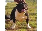 Goose - Male American Staffordshire TerrierAmerican Pit Bull Ter