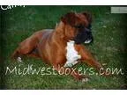 AKC Boxer Puppy Litter