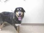 Katie - Female Domestic Shorthair Mix