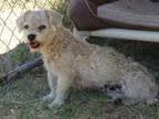 Adopt Hayley a Poodle