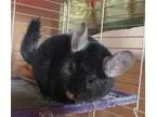 Adopt Roman a Chinchilla