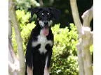 Marty D160936 PENDING ADOPTION - Male Sheltie Shetland Sheepdog 