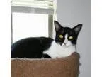 Adopt Tony a Tuxedo