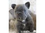 Blue french Bulldog Puppies for sale () -