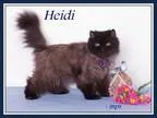 Adopt Heidi a Gray or Blue Persian  Mixed (medium coat) cat in S