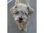 Adopt Nano a Schnauzer