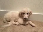 Adopt Chloe a White Great Pyrenees dog in Mesquite TX ()