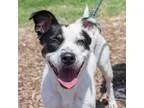 Adopt Daisy a White Labrador Retriever  Border Collie  Mixed dog