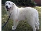 Adopt Tiger a Great Pyrenees