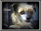 Adopt Gertie a Cairn Terrier