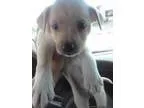 have a female half jackrussel and half chihuahua