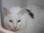 Adopt SIMON a White Domestic Mediumhair  Mixed (medium coat) cat