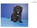 JUST DISCOUNTED Chester Male Black Yorkipoo