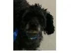 Adopt Kookie a Black Shih Tzu  Mixed dog in Fremont CA (15767480