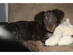 Adopt Cabot a BrownChocolate Field Spaniel  Border Collie dog in