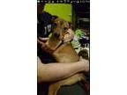 Adopt Lula a BrownChocolate Pit Bull Terrier  Mixed dog in Salem